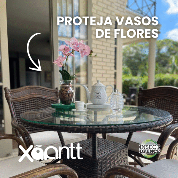 Xoantt - Imagem 5